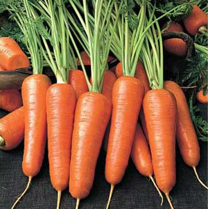 купить семена моркови сорта Яскрава 