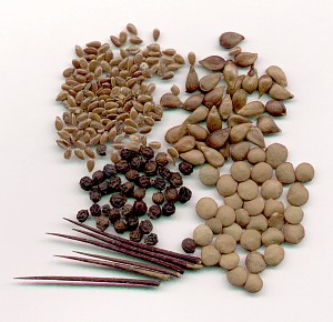 Семена лекарственных трав и растений